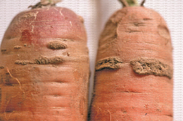 Symptôme caractéristique de galle sur carotte